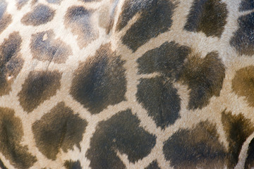 Textura de la piel de una jirafa.