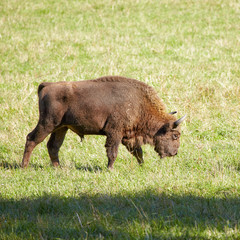European bison © Serg Zastavkin