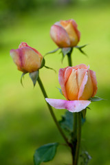 pink roses in garden