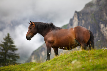Fototapeta premium Pferde auf der Alm