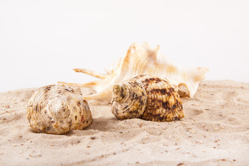 Muscheln auf feinem Sand