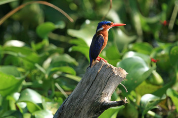 Lake Victoria - The Source of The River Nile - Uganda, Africa