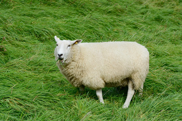 Obraz premium Schaf am fressen