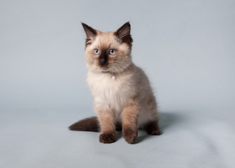 chocolate point ragdoll kitten on blue background