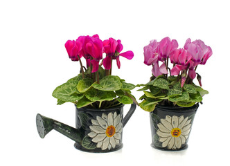 green pots with flowers