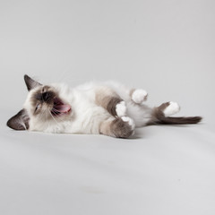 chocolate point ragdoll kitten on grey background yawning