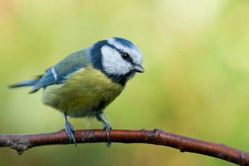 Blue tit sitting on a branch looking to the right