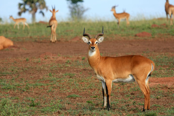 Naklejka na ściany i meble Antylopa Impala, Uganda, Afryka