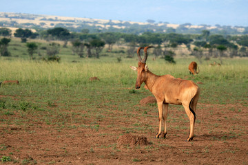 Obraz premium Murchison Falls NP, Uganda, Africa