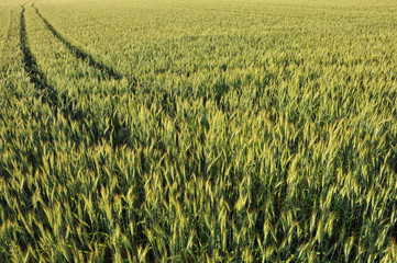 Field of wheat