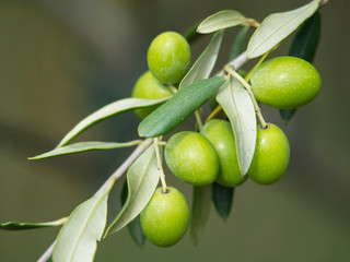 green olives