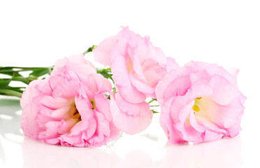 bouquet of eustoma flowers, isolated on white