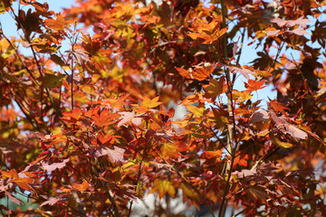 foglie rosse di un acero