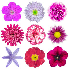 Collection of Nine Various Pink, Purple, Red Flowers Isolated
