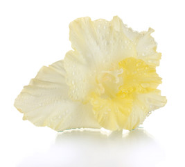 Fototapeta premium beautiful bud of yellow gladiolus isolated on white close-up