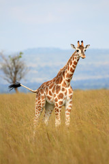 Obraz premium Giraffe, Uganda, Africa