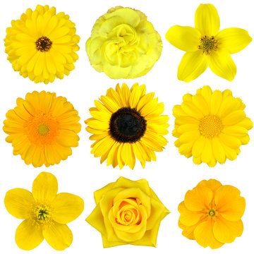 Fototapeta Collection of Yellow Flowers Isolated on White