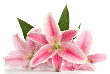 beautiful pink lily, isolated on white