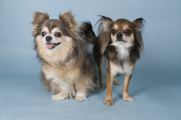 chihuahua on blue background