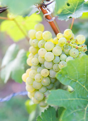 helle Riesling Weintrauben