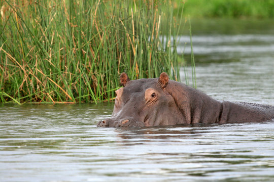 Hippo - Murchison Falls NP, Uganda, Africa