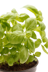 fresh basil