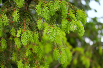 Young branches of spruce