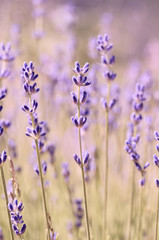 Obraz premium Lavender