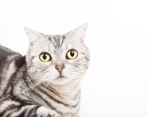 Naklejka premium cat looking at camera