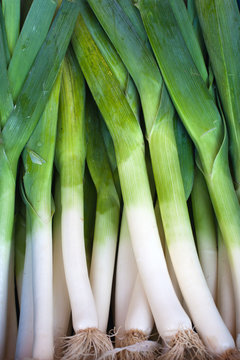 Fresh healthy bio leek on German farmer agricultural market