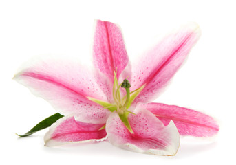 beautiful pink lily, isolated on white