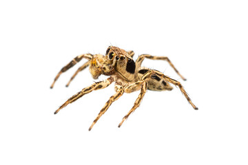 Isolated male Plexippus Petersi jumping spider