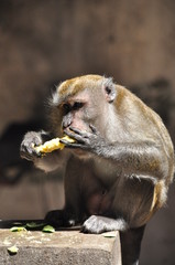 Obraz premium A Monkey Having Dessert