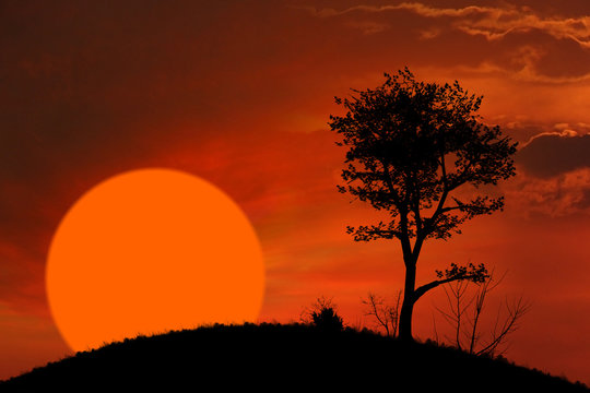 Sunset and tree background