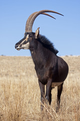 Sable antelpoe standing in grassland; Hippotragus niger