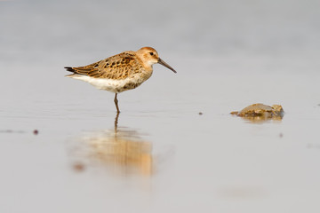 Dunlin