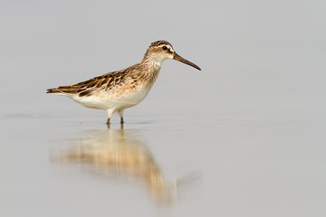 Broad-Billed Sandpiper In Shallow Water