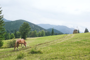 Fototapeta na wymiar Piękny koń idzie na pastwisko.
