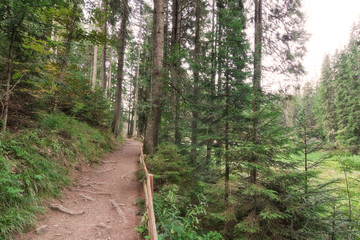 Forest path with a wooden fence.