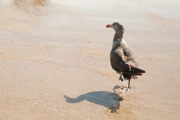 Seagulls