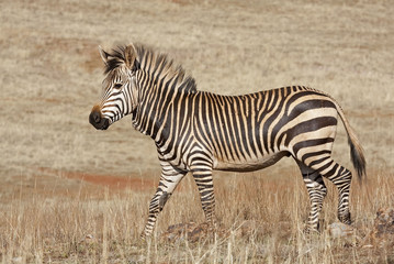 Endangered Cape Mountain Zebra  Equus zebra © Gerrit de Vries