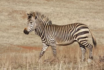 Fotobehang Endangered Cape Mountain Zebra  Equus zebra © Gerrit de Vries