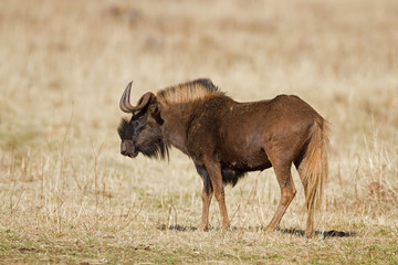 Black wildebeest; Connochaetes gnou