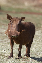 Close-up front view of a warthog; Phacochoerus aethioplus