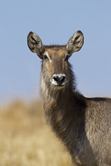 Close up Portrait of waterbuck, Kobus ellipsiprymnus