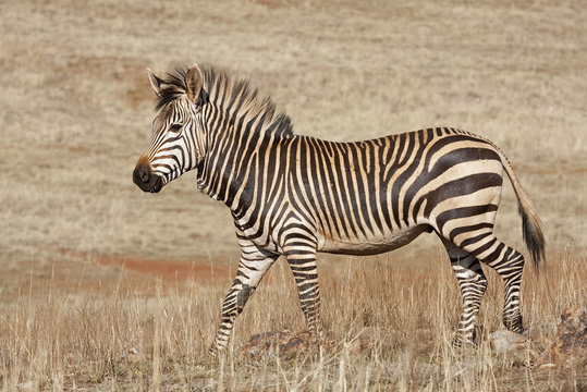 Fototapeta Endangered Cape Mountain Zebra  Equus zebra