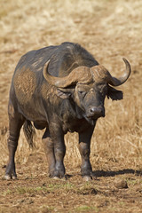 Close-up of Buffalo Bull walking in grassland; Syncerus caffer