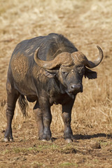 Obraz premium Close-up of Buffalo Bull walking in grassland; Syncerus caffer
