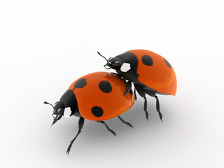 ladybirds make love