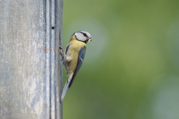 Blue tit with green background